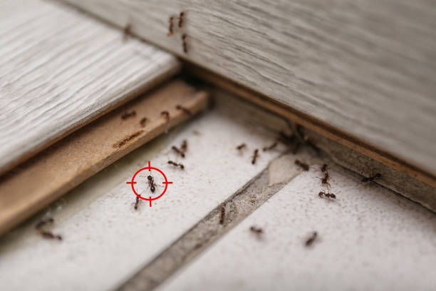 Best Flea Control Services  in Dakota Dunes, SD