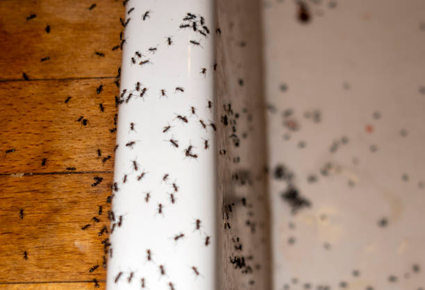 Best Residential Pest Control  in Dakota Dunes, SD